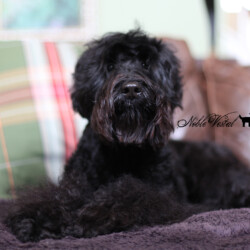 <strong>Noble Vestal’s Ferrero Rond Noir</strong> <br />aka Noir Noble Vestal’s Ferrero Rond Noir aka Noir