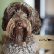 <strong>Noble Vestal's Grande Chai Latte</strong> <br />aka Chai Noble Vestal's Grande Chai Latte