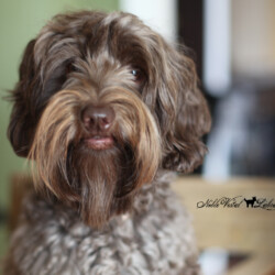 <strong>Noble Vestal's Grande Chai Latte</strong> <br />aka Chai Noble Vestal's Grande Chai Latte