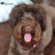 <strong>Noble Vestal’s Little Miss Muppet</strong> <br />aka Muppet Noble Vestal's Little Miss Muppet