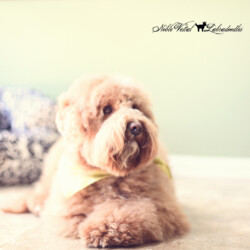 <strong>Noble Vestal's Simply Sweetums</strong><br /> aka Sweetums