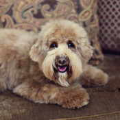 <strong>Noble Vestal’s Simply Sweetums</strong> <br />aka Sweetums Noble Vestal's Simply Sweetums