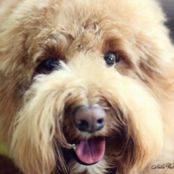 <strong>Noble Vestal’s Simply Sweetums</strong> <br />aka Sweetums Noble Vestal's Simply Sweetums