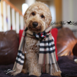 <strong>Barksdale's Burberry's House Check</strong><br /> aka Bear<br />
ALAA-044355  WALA-00052063 Barksdale's Burberry's House Check