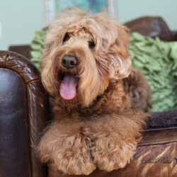 <strong>Noble Vestal's Haute Gossip</strong> <br />Gossip Noble Vestal's Haute Gossip