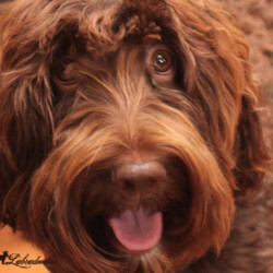 <strong>Noble Vestal's Salty Pancetta</strong><br /> aka Chetta Noble Vestal's Salty Pancetta