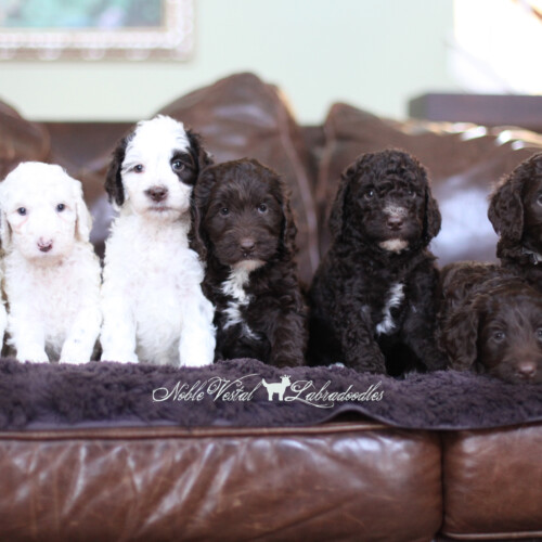 Week 7<br /><strong>L-R: Finn Baker, Toby Strait, Lola McCorkle, NVL, Riley Murphy, Donohue, Winnie Metz</strong>