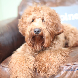 <strong>Noble Vestal's Lil Redd Rose</strong><br /> aka Rose Noble Vestal's Lil Redd Rose