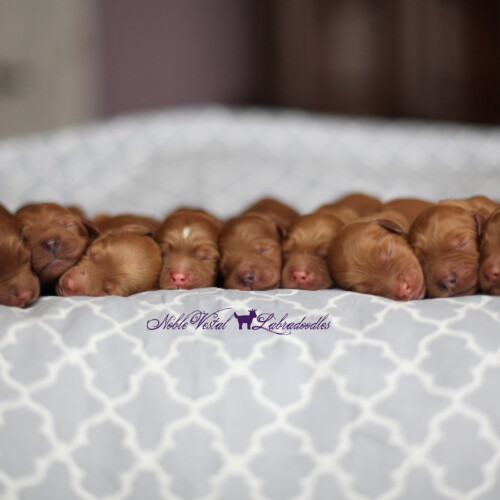 <strong>New Born</strong><br>
06/18/2016<br>
L-R: Girl, Girl, Girl, Girl, Boy, Boy, Boy, Boy, Boy