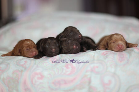 <strong>New Born</strong><br />06/23/2016
