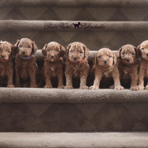 <strong>Week 5</strong><br>
07/23/2016<br>L-R: Girl, Girl, Girl, Girl, Boy, Boy, Boy, Boy, Boy