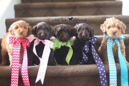 <strong>Week 6</strong><br/>08/06/2016<br/>L-R: Charlie Bergman Family West Bloomfield MI, Undisclosed Noblesville IN, White Family Winnetka IL, Moo Davis Elizabeth KY, Toby Herrington Family Chicago IL