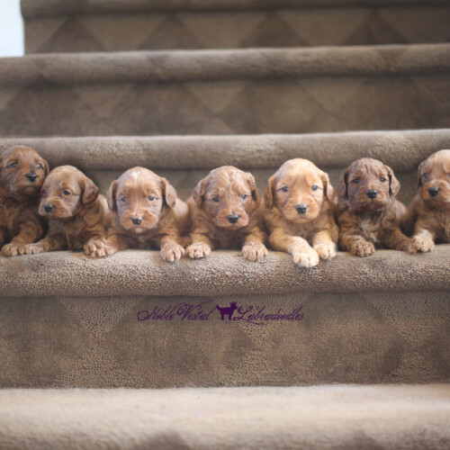 <strong>Week 4</strong><br>
07/16/2016<br>L-R: Girl, Girl, Girl, Girl, Boy, Boy, Boy, Boy, Boy