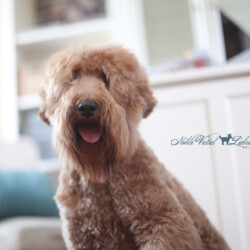 <strong>Noble Vestal's Excuse My French</strong><br /> aka Maggie Noble Vestal's Excuse My French aka Maggie