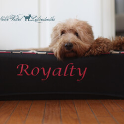 <strong>Noble Vestal's Excuse My French</strong><br /> aka Maggie Noble Vestal's Excuse My French