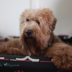 <strong>Noble Vestal's Excuse My French</strong><br /> aka Maggie Noble Vestal's Excuse My French