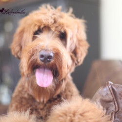 <strong>Noble Vestal's Posh Spice</strong> <br />aka Posha Noble Vestal's Posh Spice