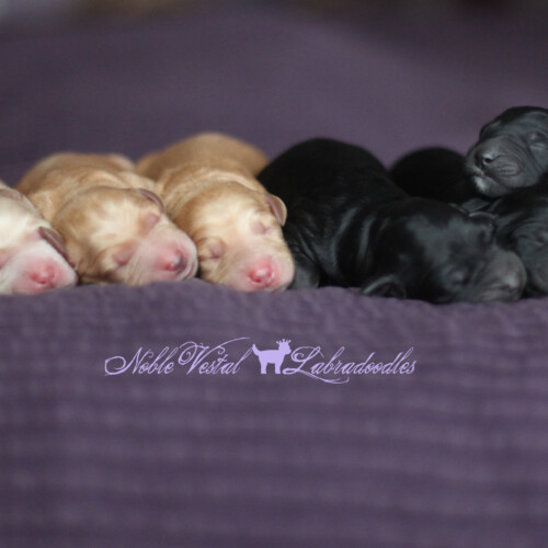 <strong>Newborn</strong><br>
07/14/2016<br>L-R: Girl, Girl, Boy, Girl, Boy, Boy