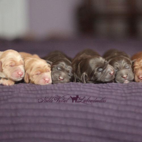 <strong>Newborn</strong><br>
07/16/2016<br>L-R: Girl, Girl, Girl, Girl, Boy, Boy