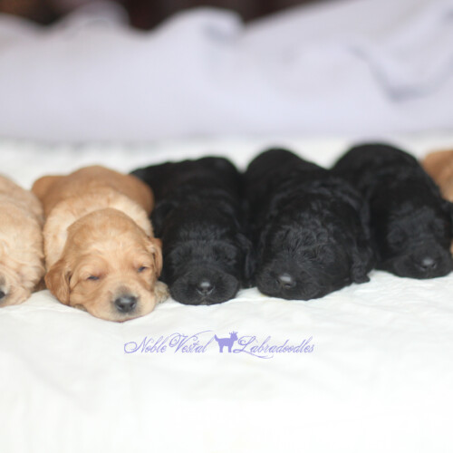 <strong>Week 2</strong><br>
07/30/2016<br>L-R: Girl, Girl, Girl, Boy, Boy, Boy