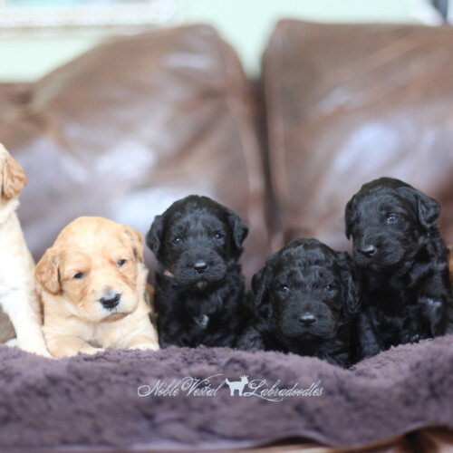 <strong>Week 3</strong><br>
08/06/2016<br>L-R: Girl, Girl, Girl, Boy, Boy, Boy