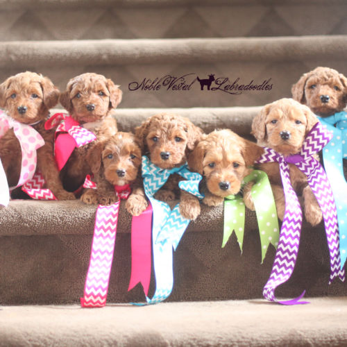 <strong>Week 6</strong><br>
07/30/2016<br>L-R: Congratulations to the L-R: Darsy Gray Family Carmel IN, Reggie Silverman Family Northbrook IL, Shaw Family Bloomington IN, NVL Prospect, Sora Berthusen Family Chicago IL, Monty Diaz Family Glen Ellyn IL, Buster Auscavitch Family Chicago IL, Hoosier McGaha Family Indianapolis IN, Link Kohler Evansville IN!!!