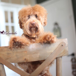 <strong>Noble Vestal’s Vanellope Von Schweetz</strong> <br />aka Glitch<br />
ALAA-098164 WALA-00052089