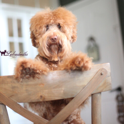 <strong>Noble Vestal’s Vanellope Von Schweetz</strong> <br />aka Glitch<br />
ALAA-098164  WALA-00052089