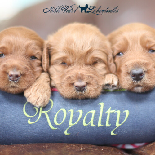 <strong>Week 3</strong><br>
08/13/2016<br>L-R: Girl, Girl, Boy