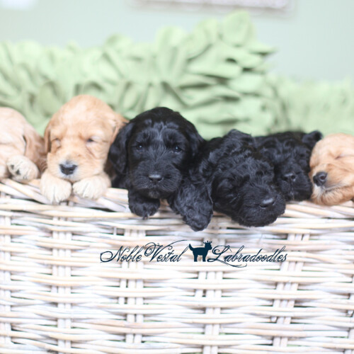 <strong>Week 4</strong><br>
08/13/2016<br>L-R: Girl, Girl, Girl, Boy, Boy, Boy