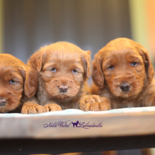 <strong>Week 4</strong><br>
08/20/2016<br>L-R: Girl, Girl, Boy