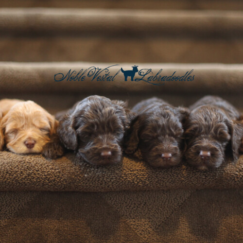 <strong>Week 4</strong><br>
08/13/2016<br>L-R: Girl, Girl, Girl, Girl, Boy, Boy