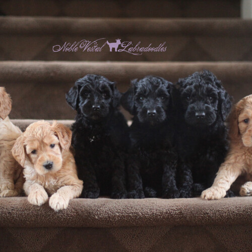 <strong>Week 5</strong><br>
08/20/2016<br>L-R: Girl, Girl, Girl, Boy, Boy, Boy