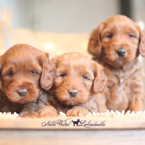 <strong>Week 5</strong><br>
08/27/2016<br>L-R: Girl, Girl, Boy
