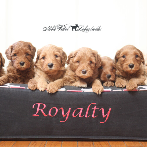 <strong>Week 5</strong><br>
09/11/2016<br>L-R: Girl, Girl, Girl, Girl, Boy, Boy, Boy