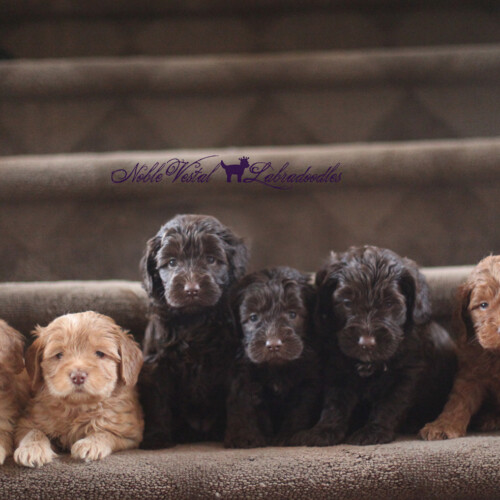 <strong>Week 5</strong><br>
08/20/2016<br>L-R: Girl, Girl, Girl, Girl, Boy, Boy