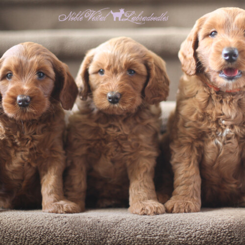 <strong>Week 6</strong><br>
09/03/2016<br>L-R: Available Girl, Noble Vestal Prospect Guardian Home Needed, Hank Franey Indianapolis IN