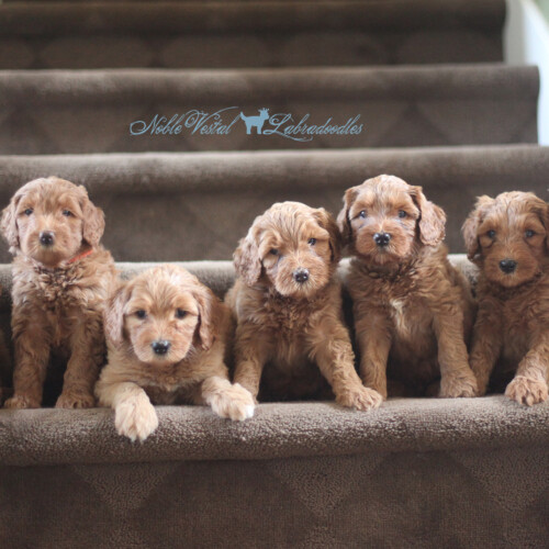 <strong>Week 6</strong><br>
09/17/2016<br>L-R: Sanford Family Northbrook IL, Hanold Family 2nd NVL Puppy Chicago IL, Ryan Family McLean VA, NVL Prospect, Byers Family Glencoe IL, Need Family Fishers IN, Riney Family Cincinnati OH