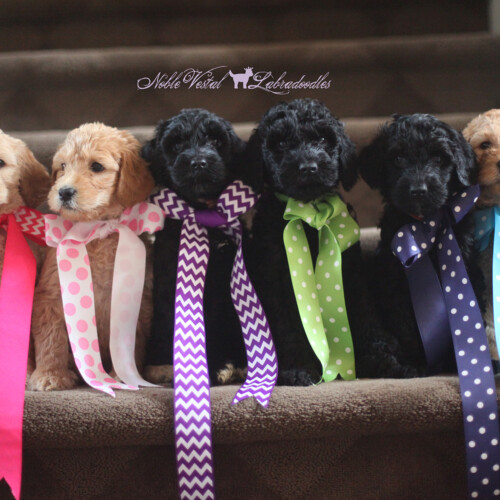 <strong>Week 6</strong><br>
08/27/2016<br>L-R: Nugent Family Wilmette IL, Winnie White Fishers IN, Osterman Family Deerfield IL, Boomer Vonachen Farmington MA 2nd NVL Puppy!, Murphy Apland Minneapolis MN, Coco Emmerich Boca Raton FL