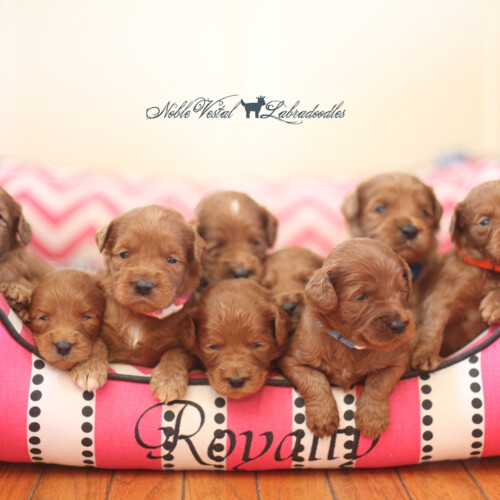 <strong>Week 3</strong><br>
09/24/2016<br>L-R: Girl, Girl, Girl, Boy, Boy, Boy, Boy, Boy, Boy, Boy