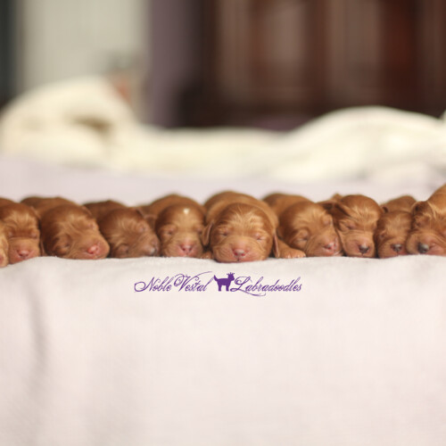 <strong>Newborn</strong><br>
09/03/2016<br>L-R: Girl, Girl, Girl, Boy, Boy, Boy, Boy, Boy, Boy, Boy