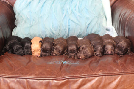 <strong>Week 2</strong><br>
10/16/2016<br>L-R: Boy, Boy, Boy, Girl, Girl, Girl, Girl, Boy, Boy, Boy