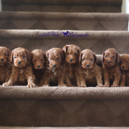 <strong>Week 5</strong><br>
10/08/2016<br>L-R: Girl, Girl, Girl, Boy, Boy, Boy, Boy, Boy, Boy, Boy
