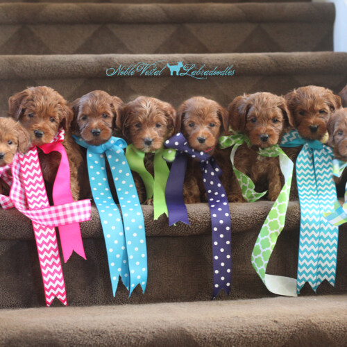 <strong>Week 6</strong><br>
10/16/2016<br>L-R: Morgan Family Indianapolis IN, Lucy Madden Voorheesville NY, Tellie Norton Chicago IL, Floyd Shoemaker Canton MI, Wally Lindgren Boston MA, Clark Swift Fort Wayne IN, Simon Family Bartlett IL, Bodie McGregor Wilmette IL, Nicolas Varkey Missouri City TX, Hank Cullen Palm Harbor FL