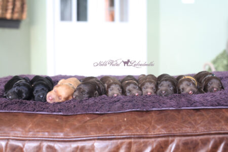 <strong>Newborn</strong><br>
10/03/2016<br>L-R: Boy, Boy, Boy, Girl, Girl, Girl, Girl, Boy, Boy, Boy