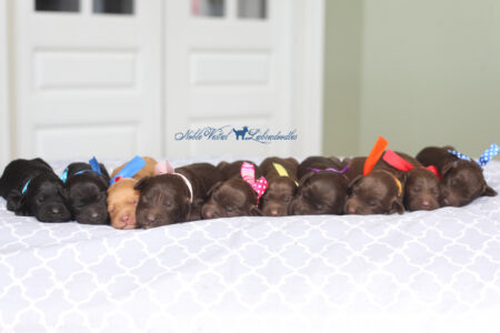 <strong>Week 1</strong><br>
10/08/2016<br>L-R: Boy, Boy, Boy, Girl, Girl, Girl, Girl, Boy, Boy, Boy