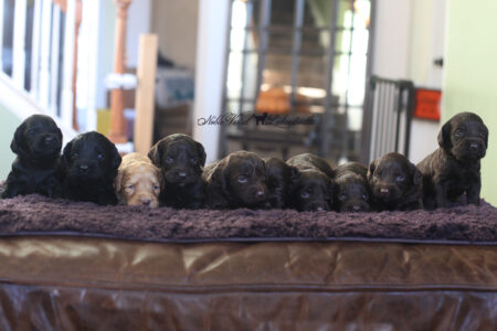 <strong>Week 3</strong><br>
10/22/2016<br>L-R: Boy, Boy, Boy, Girl, Girl, Girl, Girl, Boy, Boy, Boy