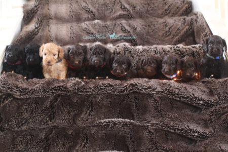 <strong>Week 5</strong><br>
11/05/2016<br>L-R: Boy, Boy, Boy, Girl, Girl, Girl, Girl, Boy, Boy, Boy