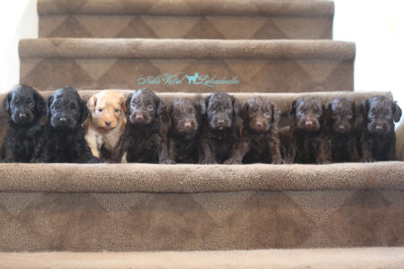 <strong>Week 4</strong><br>
10/29/2016<br>L-R: Boy, Boy, Boy, Girl, Girl, Girl, Girl, Boy, Boy, Boy