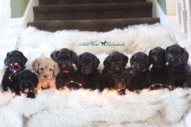 <strong>Week 6</strong><br>
11/12/2016<br>L-R: Max Jude Westfield IN, Caymus Maas East Grand Rapids MI, Murray Croshere Malibu CA 2nd NVL Puppy! Dehner Family Cincinnati OH, Figgy Bixler Lewis Center OH, Pridemore Family El Paso TX, Grace Baird Ashburn VA, Remy Olenjniczak Valparaiso IN, Buster Pagan El Paso TX, Best Family Union City KY